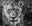 Nala by David Yarrow, limited edition photography