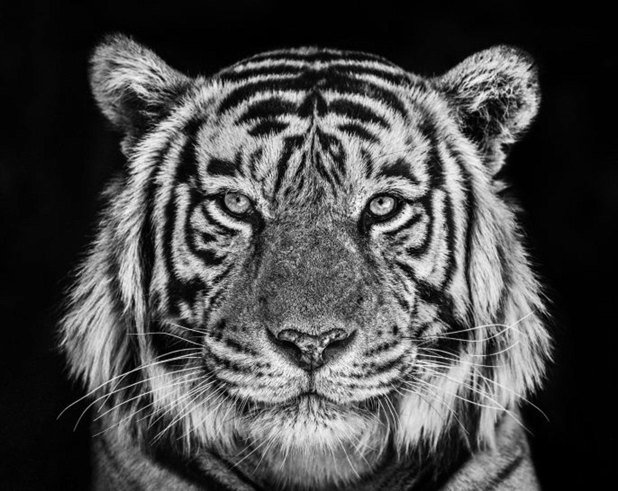 Rajasthan by David Yarrow, limited edition photography