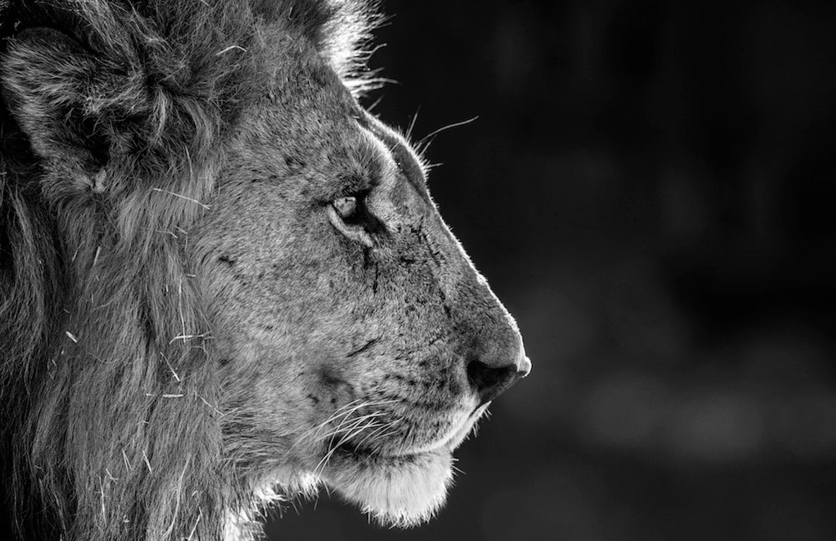 Savute by David Yarrow, limited edition photography