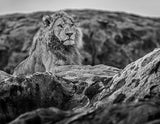 Serengeti