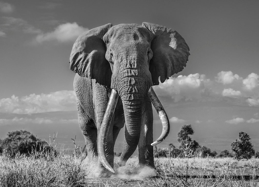 Tim by David Yarrow, limited edition photography
