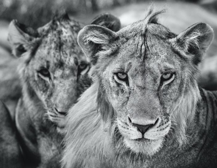The boys are back in town by David Yarrow, limited edition photography