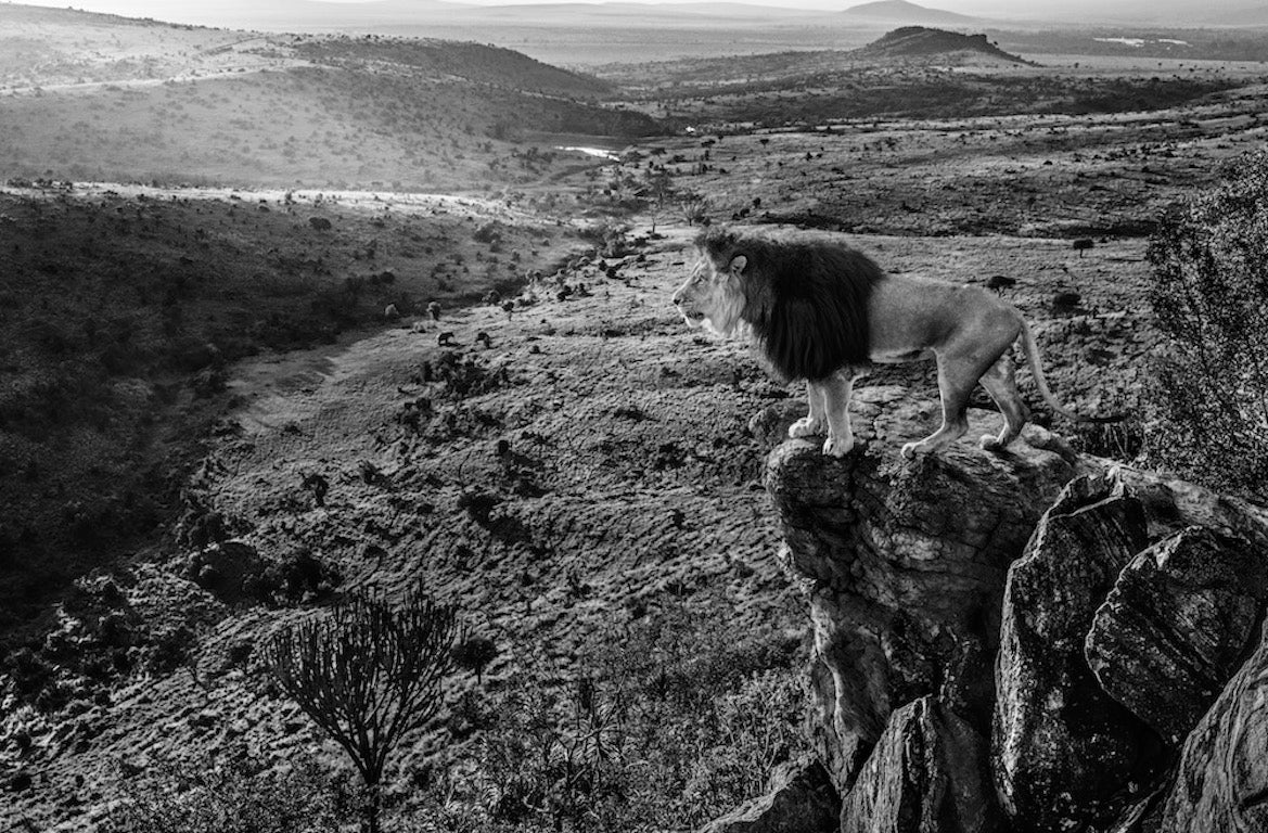 King of Kings by David Yarrow, limited edition photography