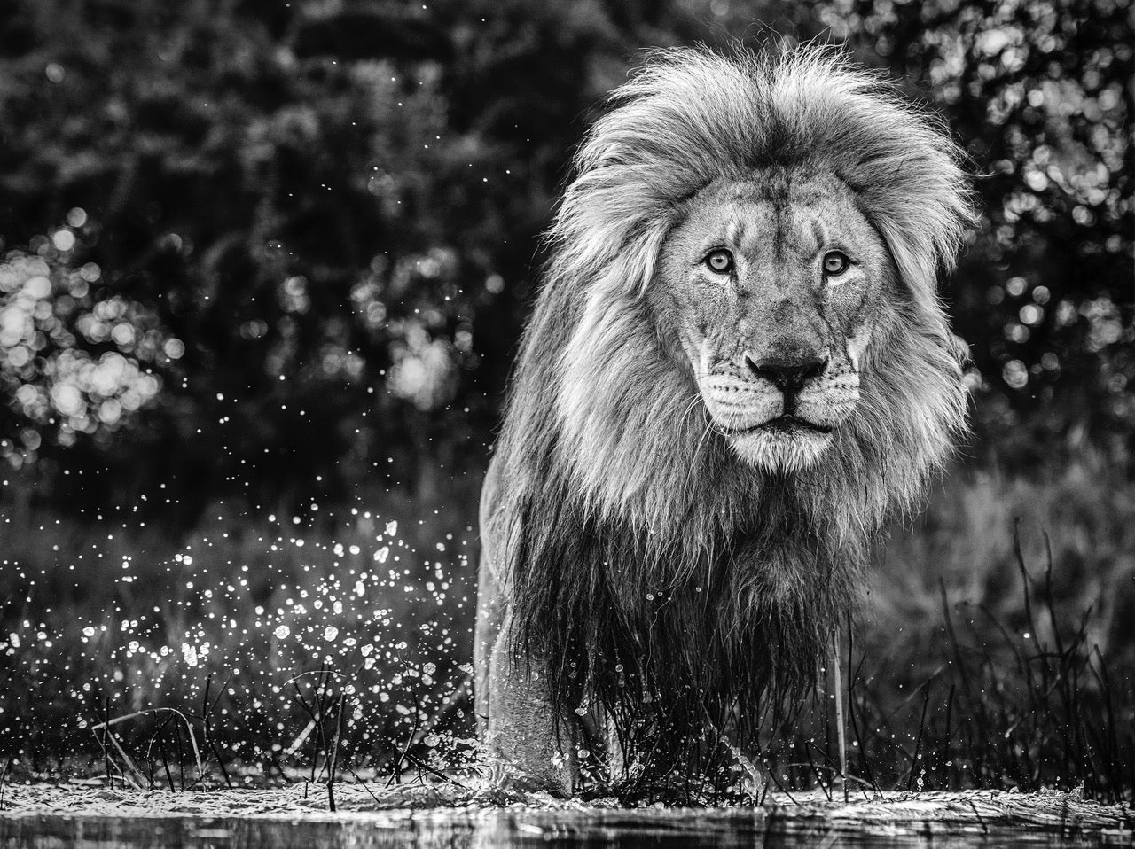 After the flood by David Yarrow, limited edition photography