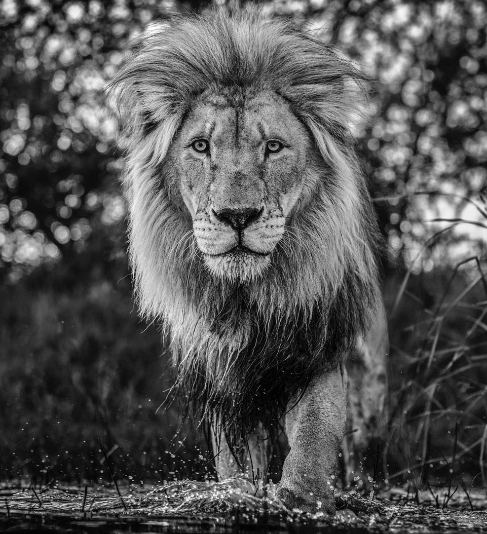 Basic instinct by David Yarrow, limited edition photography