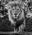 Basic instinct by David Yarrow, limited edition photography