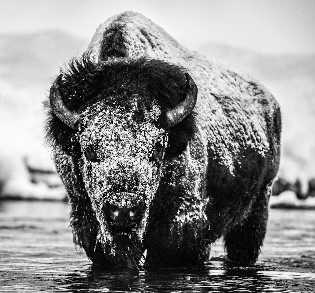 Boogie Nights by David Yarrow, limited edition photography