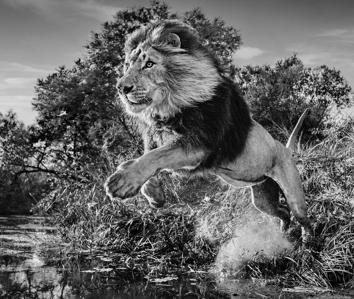 First down by David Yarrow, limited edition photography