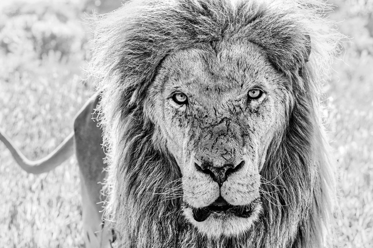 Scarface by David Yarrow, limited edition photography