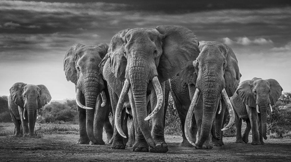 The Mob by David Yarrow, limited edition photography