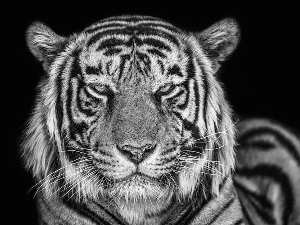The Cave by David Yarrow, limited edition photography