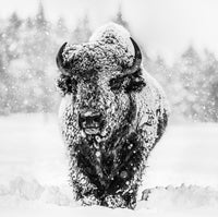 Winter's Coming