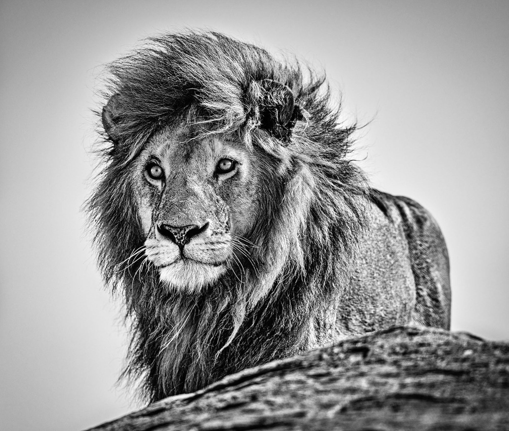 The Cure by David Yarrow, limited edition photography