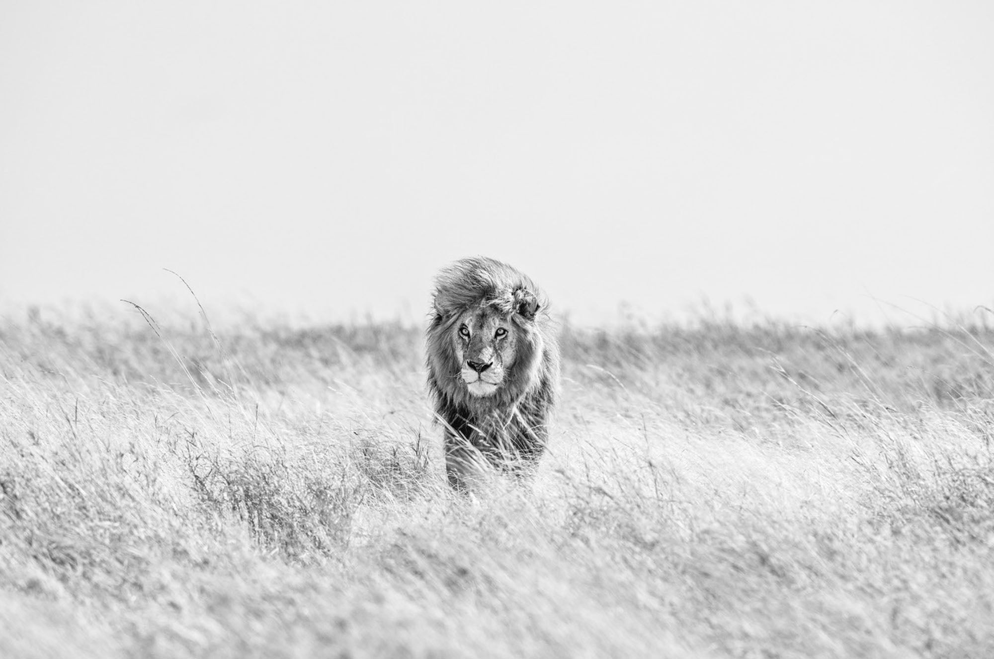 Fields of Gold by David Yarrow, limited edition photography