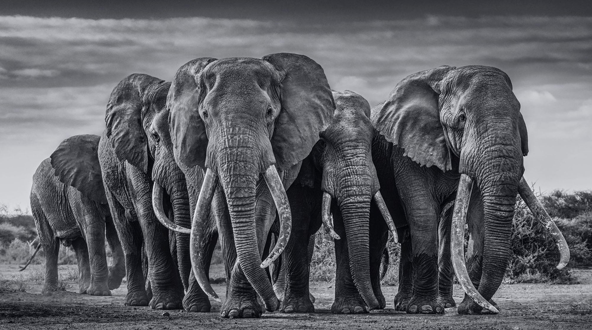 The Pack by David Yarrow, limited edition photography
