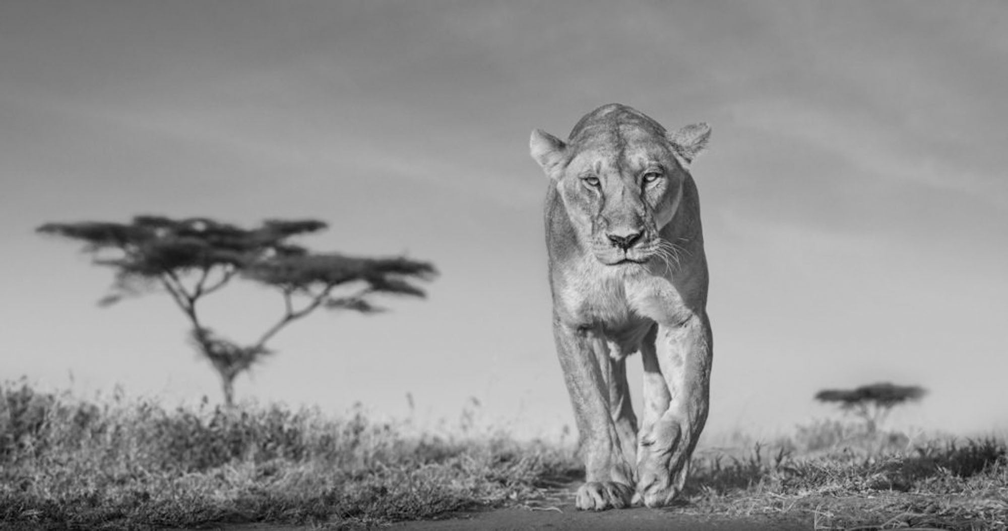 Acacia by David Yarrow, limited edition photography