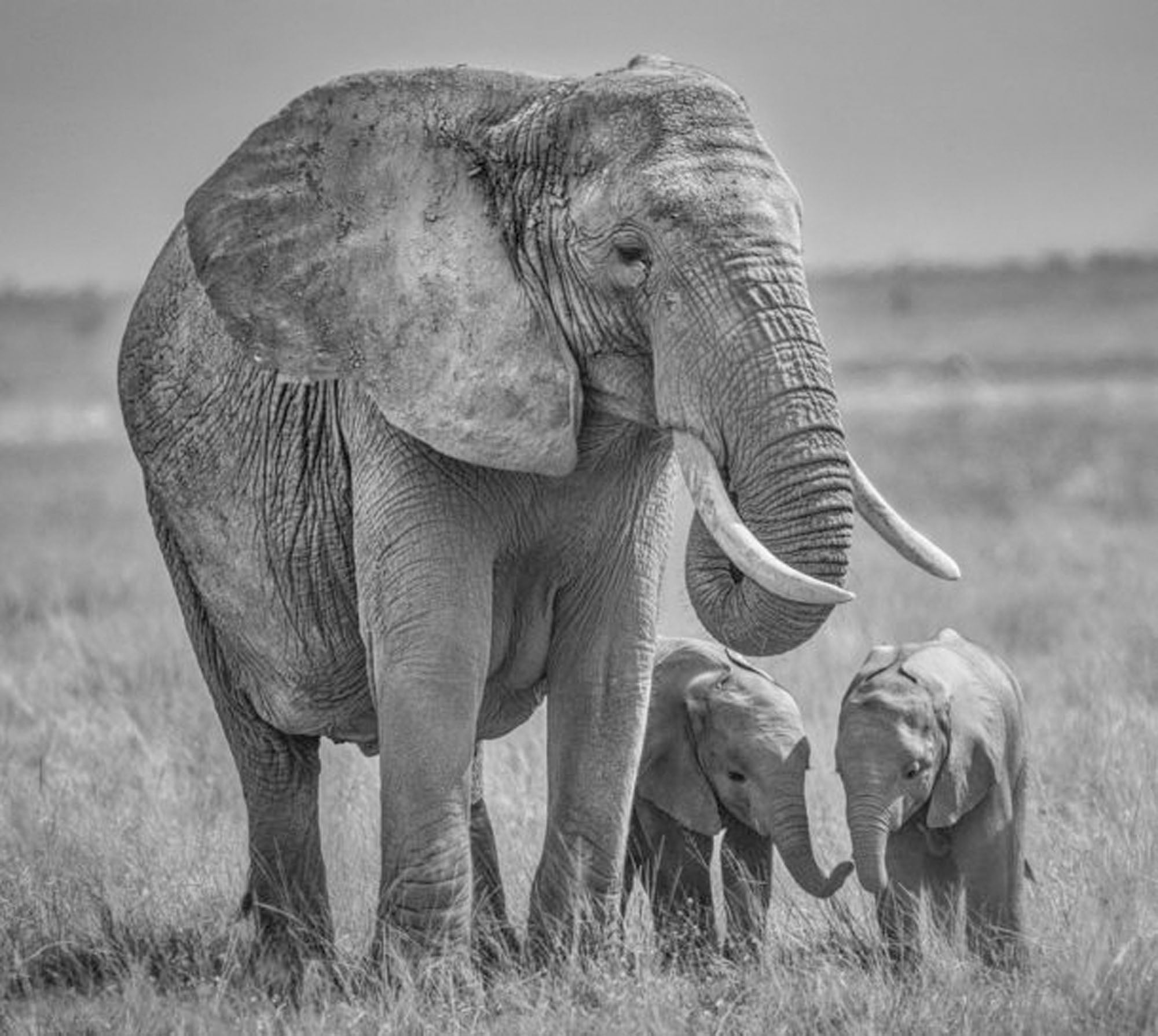 Twins by David Yarrow, limited edition photography