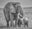 Twins by David Yarrow, limited edition photography