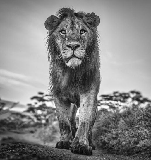 The Morning Show by David Yarrow, limited edition photography