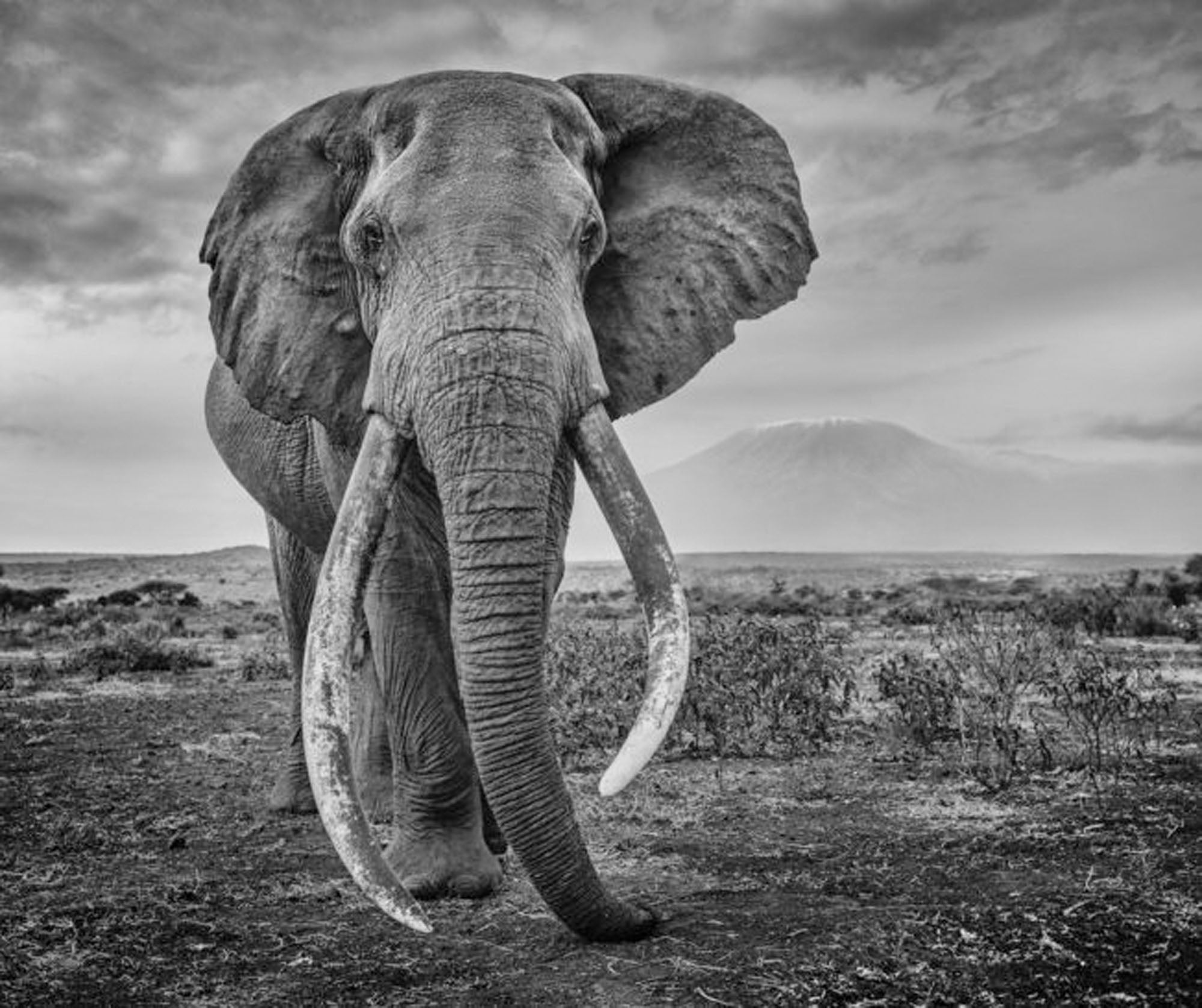 Craig by David Yarrow, limited edition photography