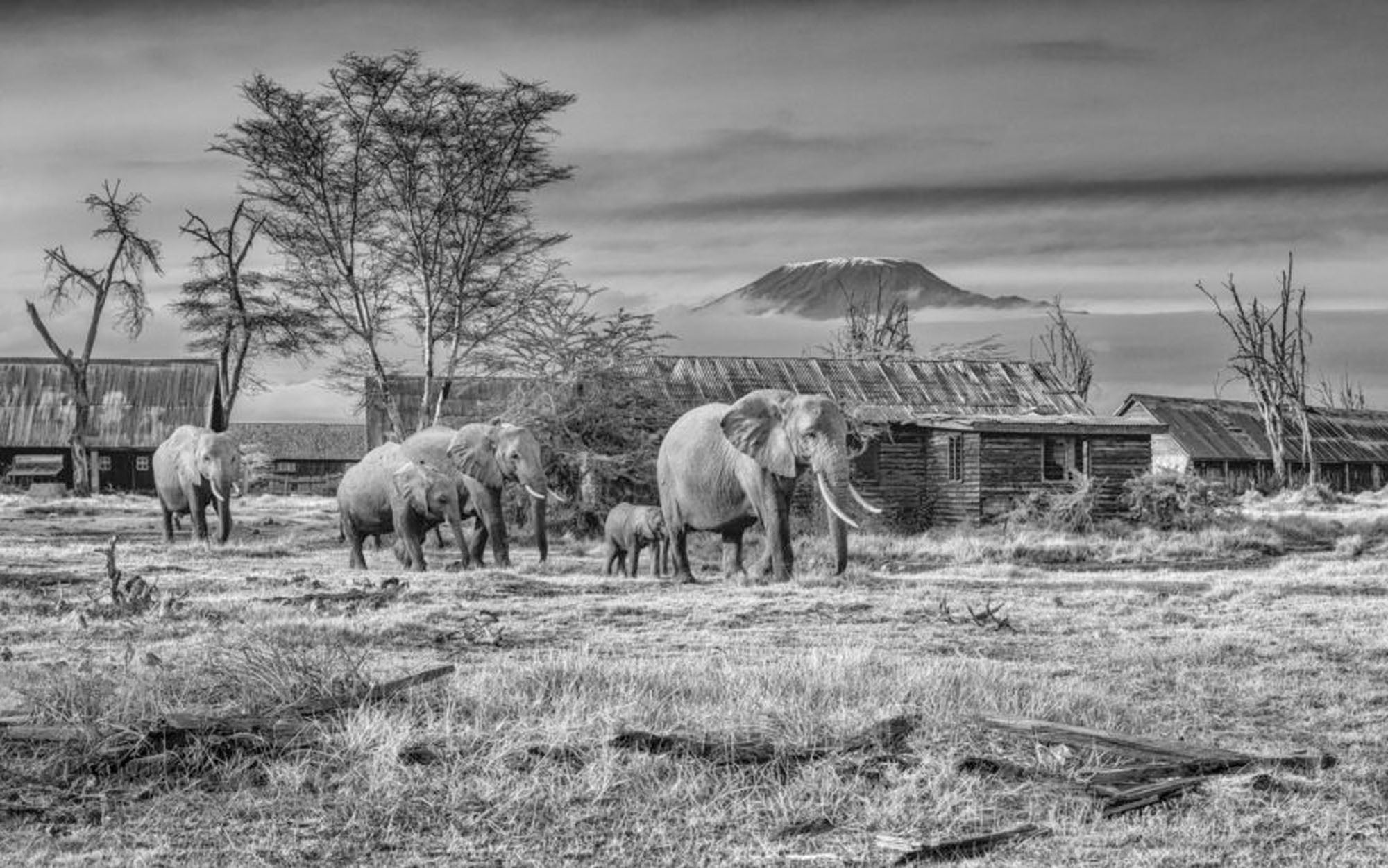 After Man by David Yarrow, limited edition photography