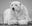 The Statesman II by David Yarrow, limited edition photography