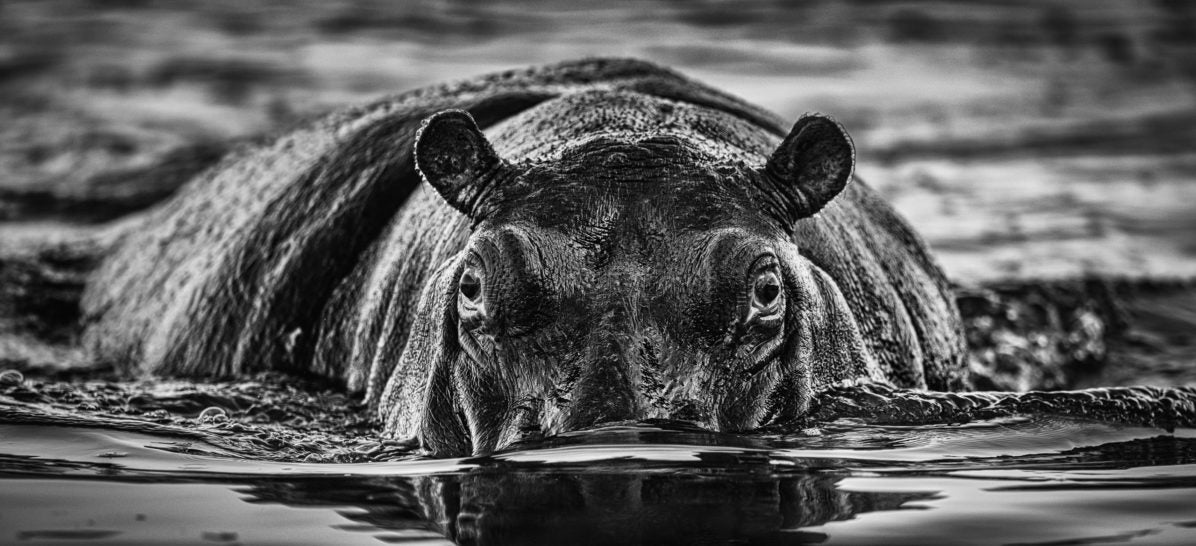 The Last Dance by David Yarrow, limited edition photography