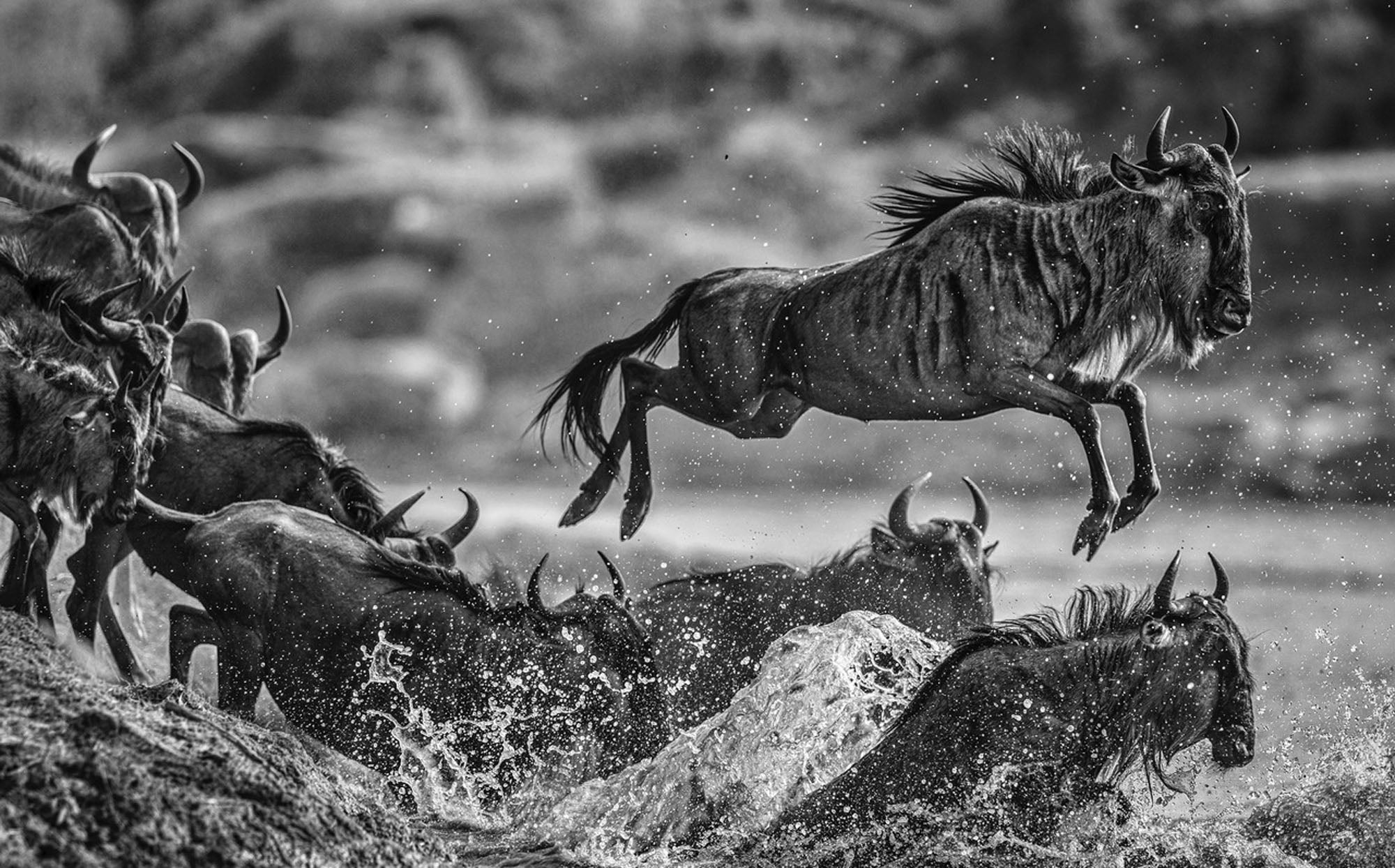 Follow The Leader by David Yarrow, limited edition photography