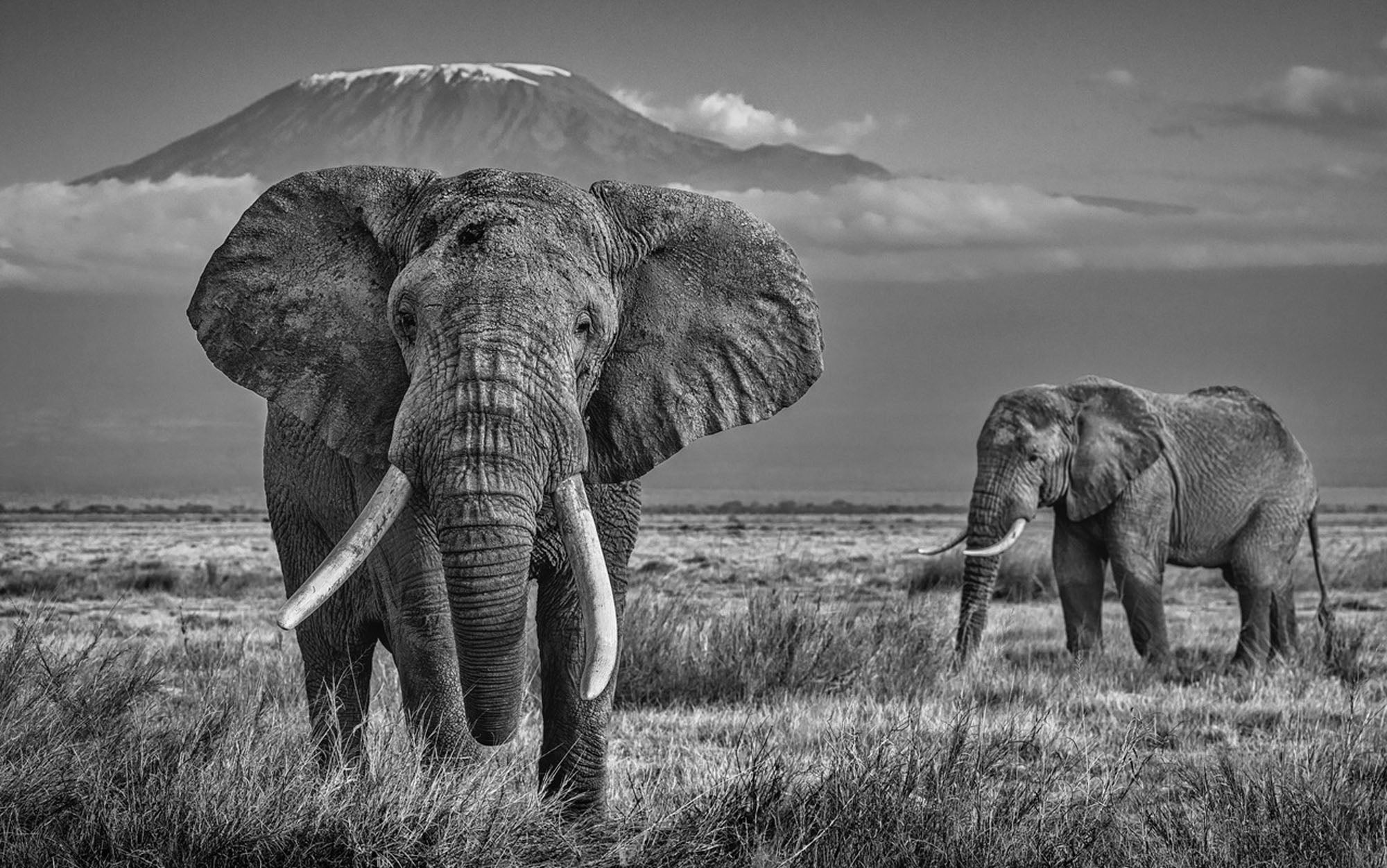 The Witness by David Yarrow, limited edition photography