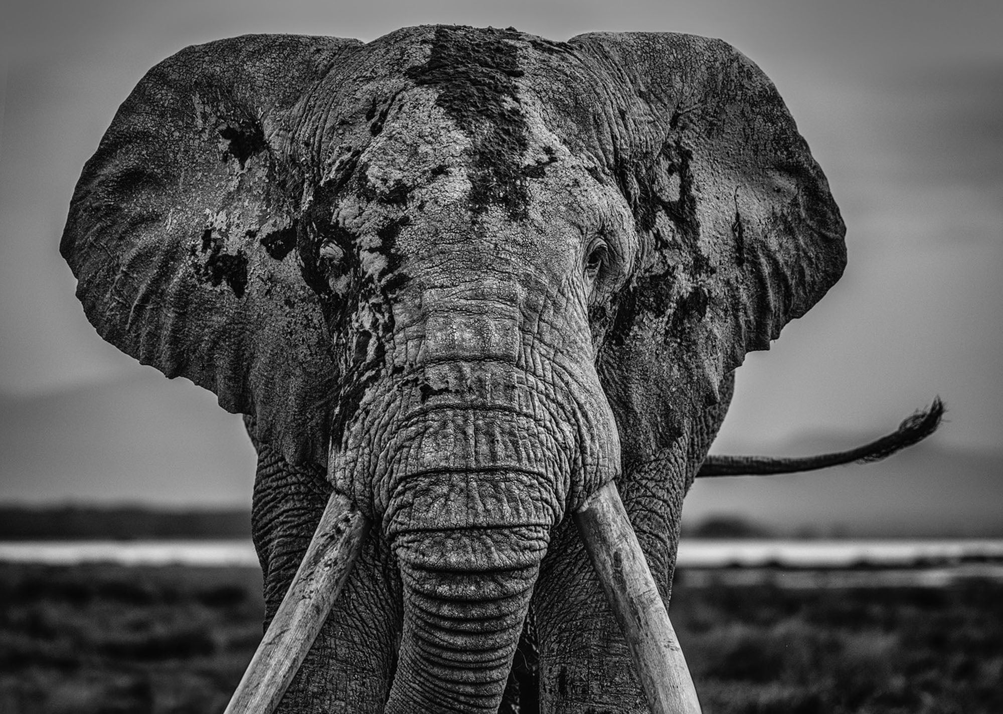 Mud by David Yarrow, limited edition photography