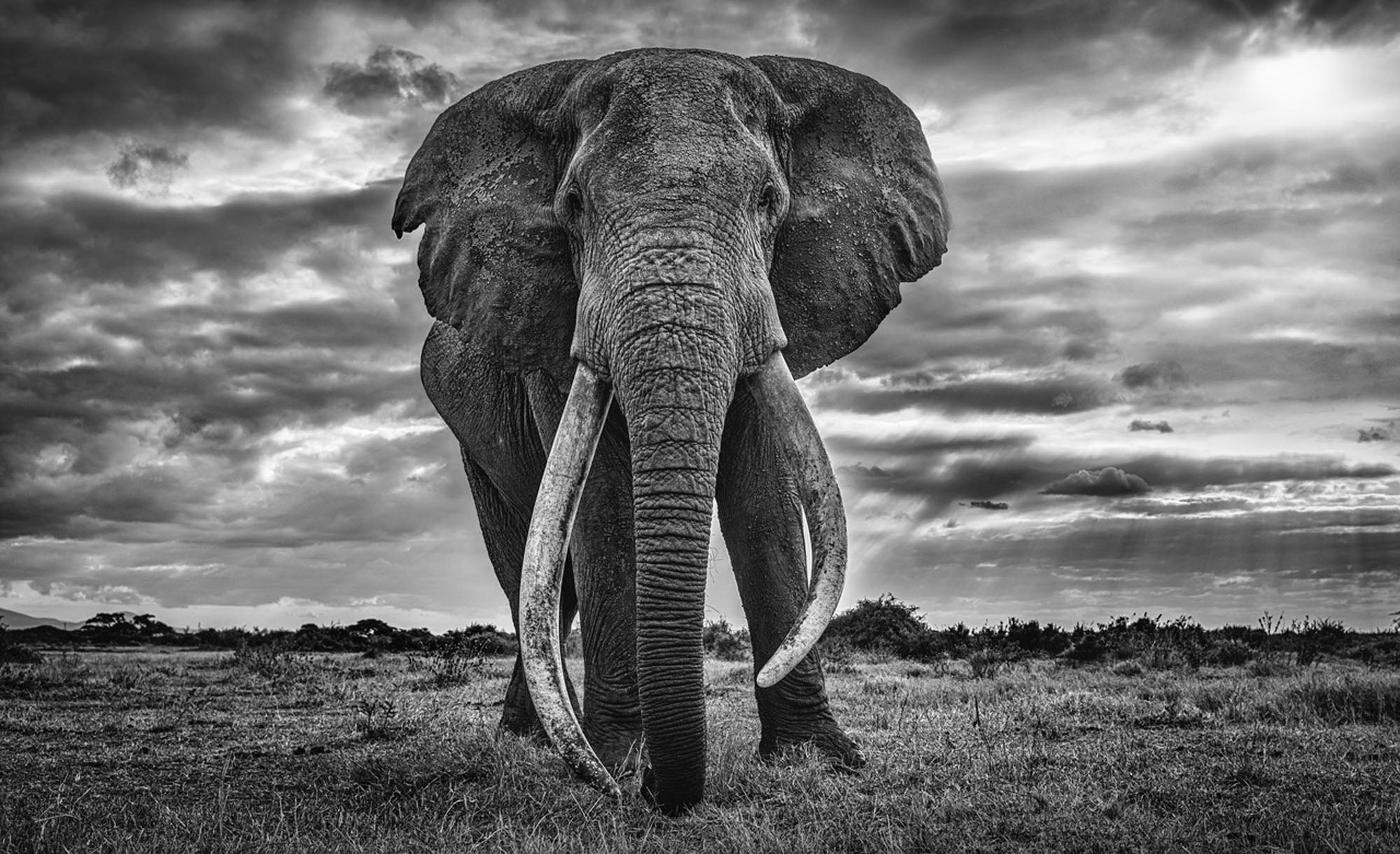 Giant by David Yarrow, limited edition photography