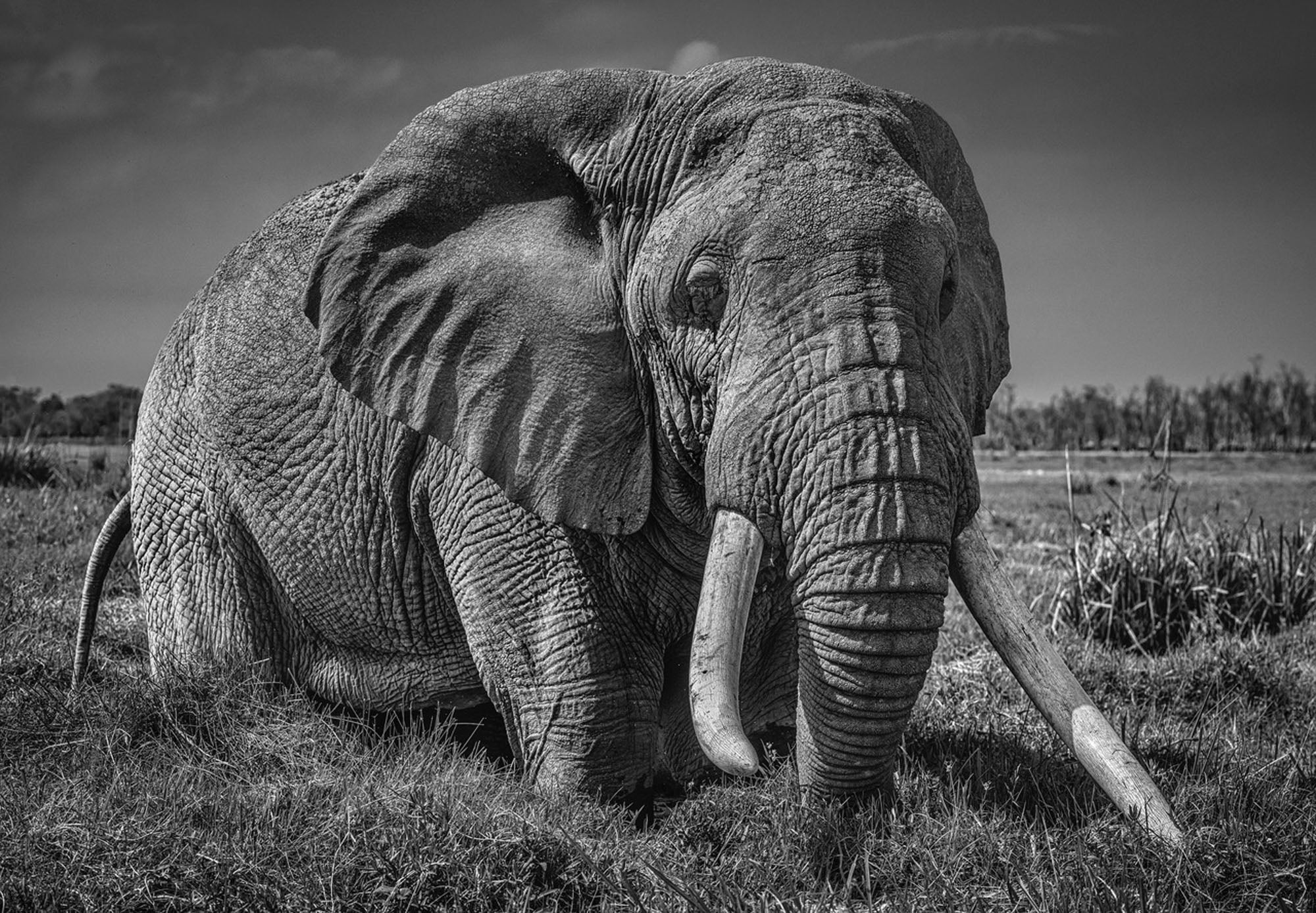 The Pirate by David Yarrow, limited edition photography