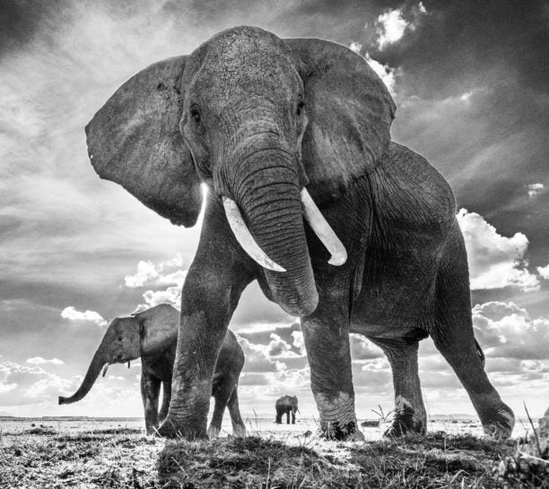 The Untouchables 2 by David Yarrow, limited edition photography