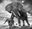 The Untouchables 2 by David Yarrow, limited edition photography