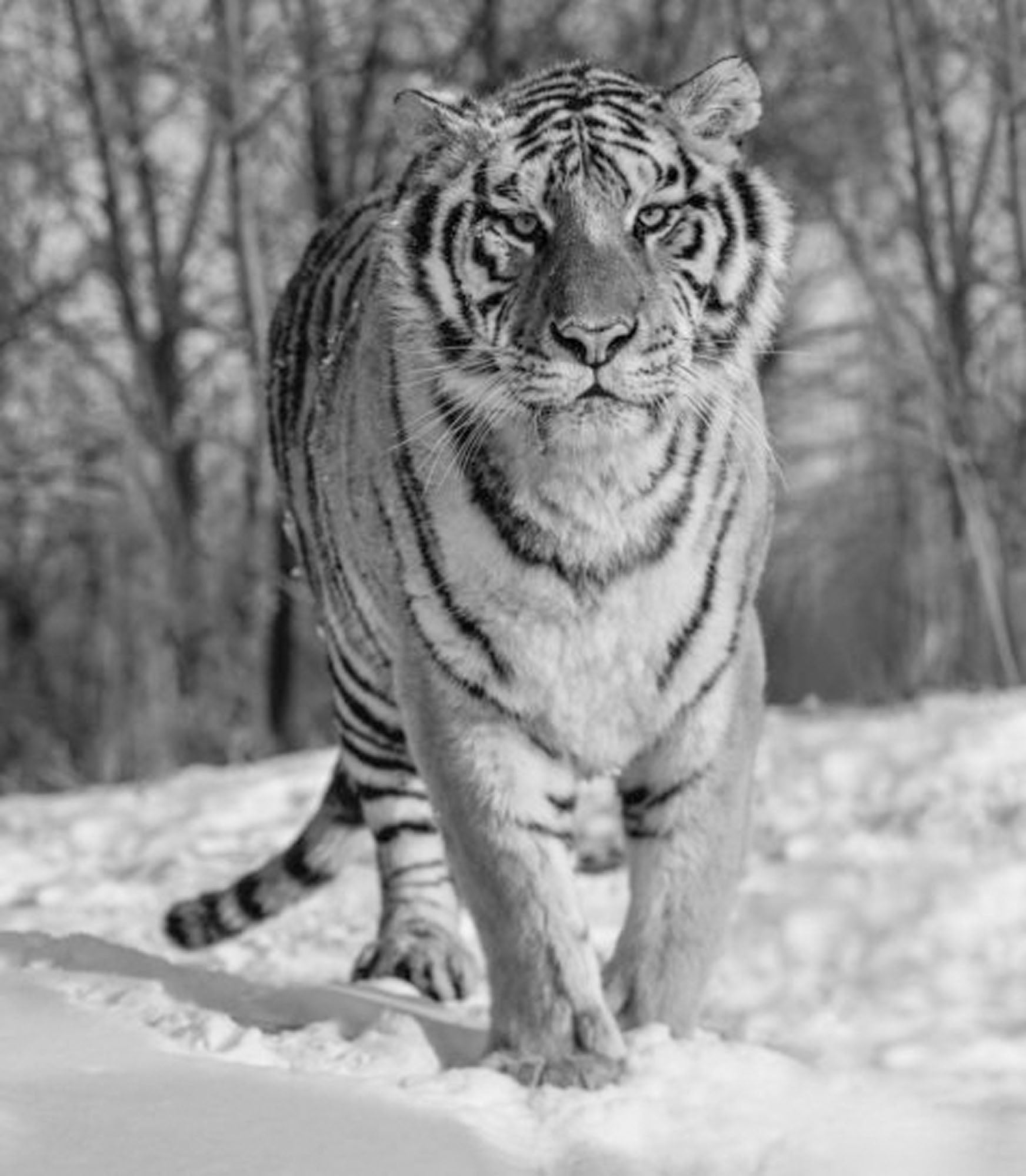 A View To Kill by David Yarrow, limited edition photography