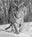 A View To Kill by David Yarrow, limited edition photography