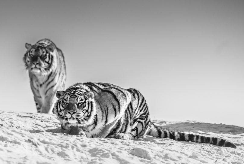 Goodnight Mr Bond by David Yarrow, limited edition photography