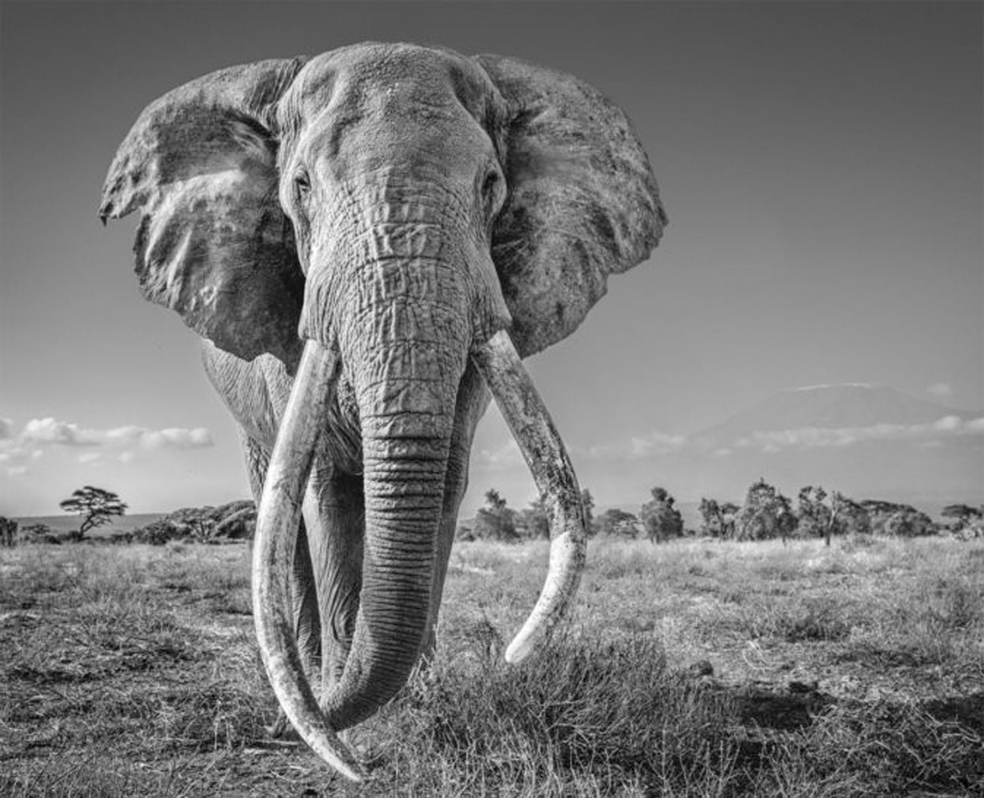 Space for giants by David Yarrow, limited edition photography