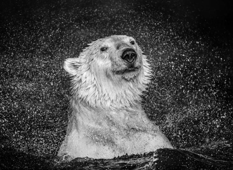 Open Water by David Yarrow, limited edition photography