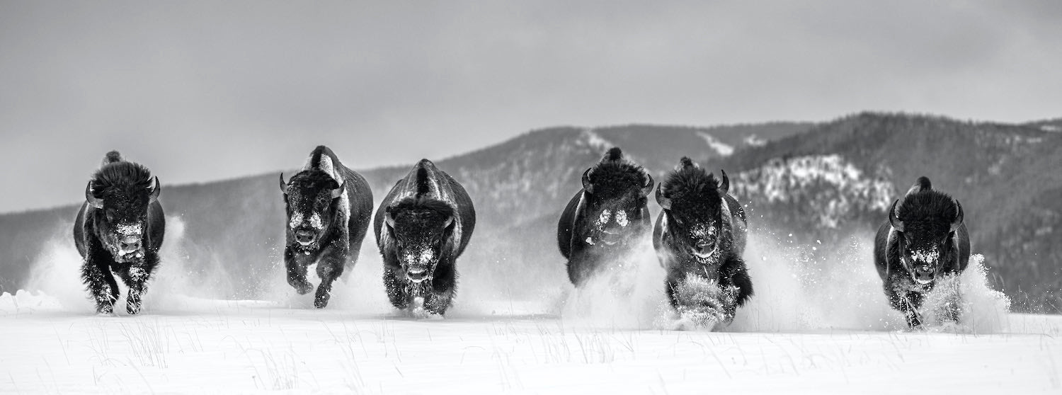 The Bills by David Yarrow, limited edition photography