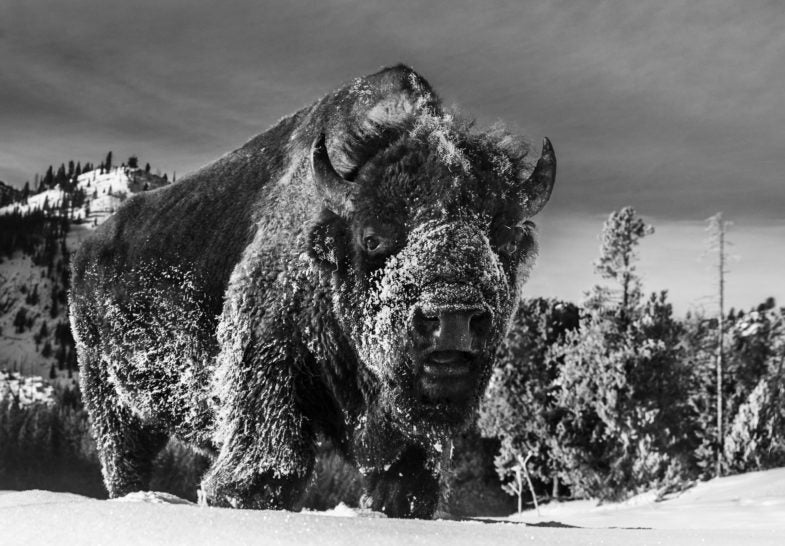 The Beast of Yellowstone by David Yarrow, limited edition photography
