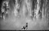 Legends of the Fall