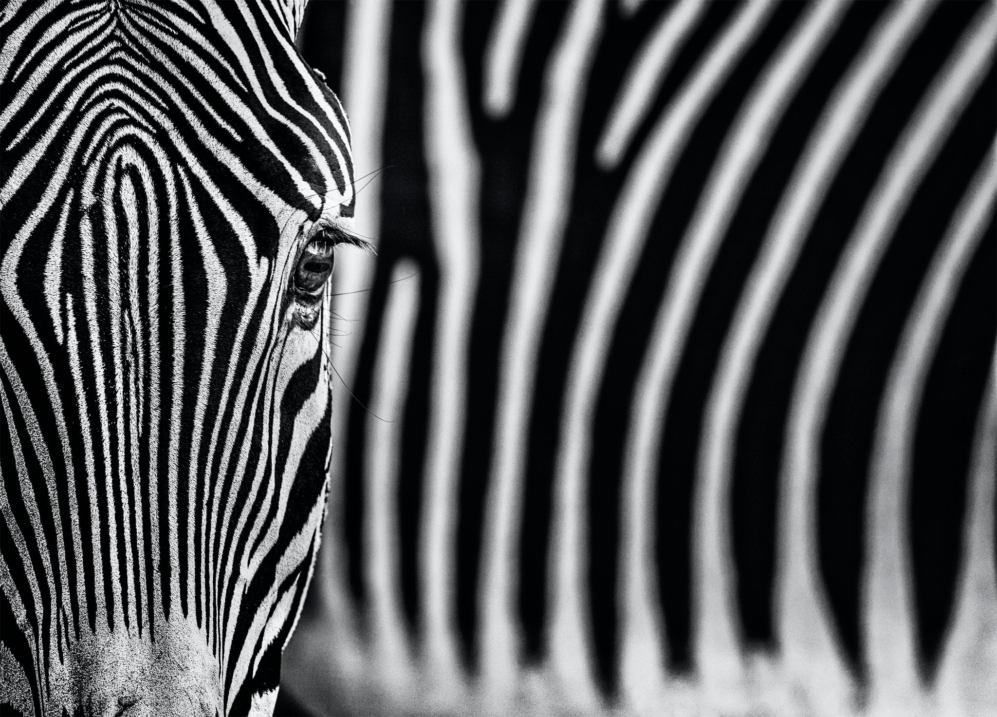 White Lines by David Yarrow, limited edition photography