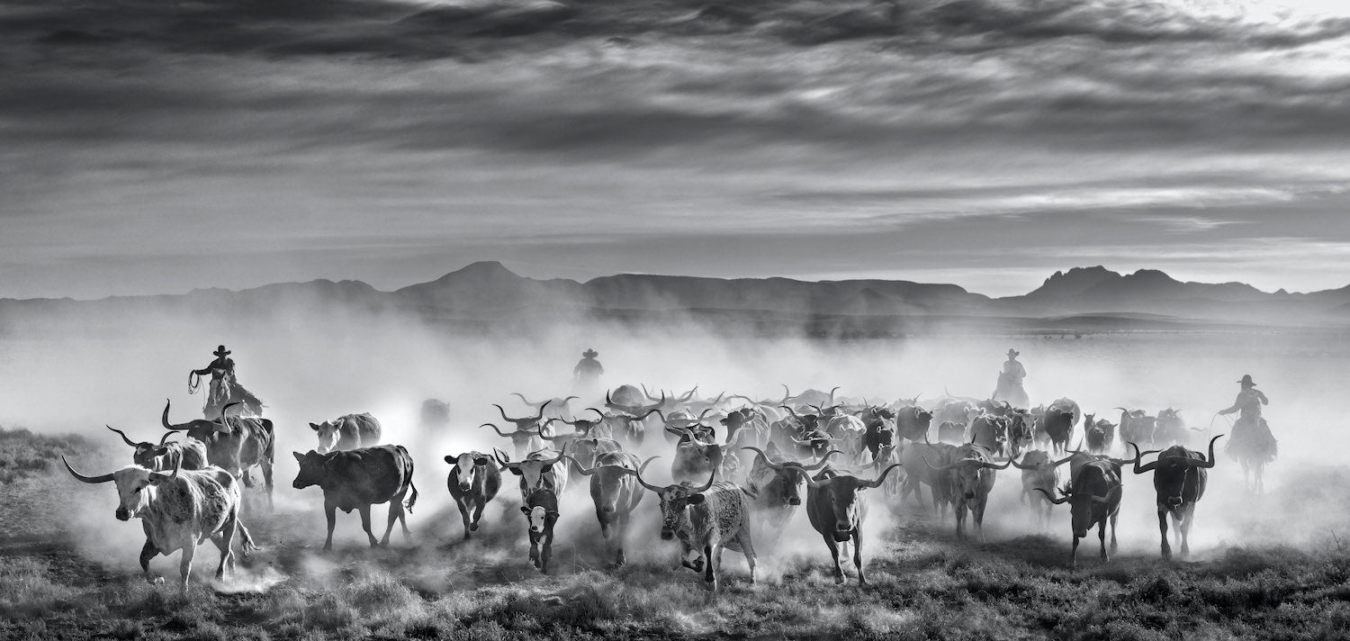 The Thundering Herd by David Yarrow, limited edition photography