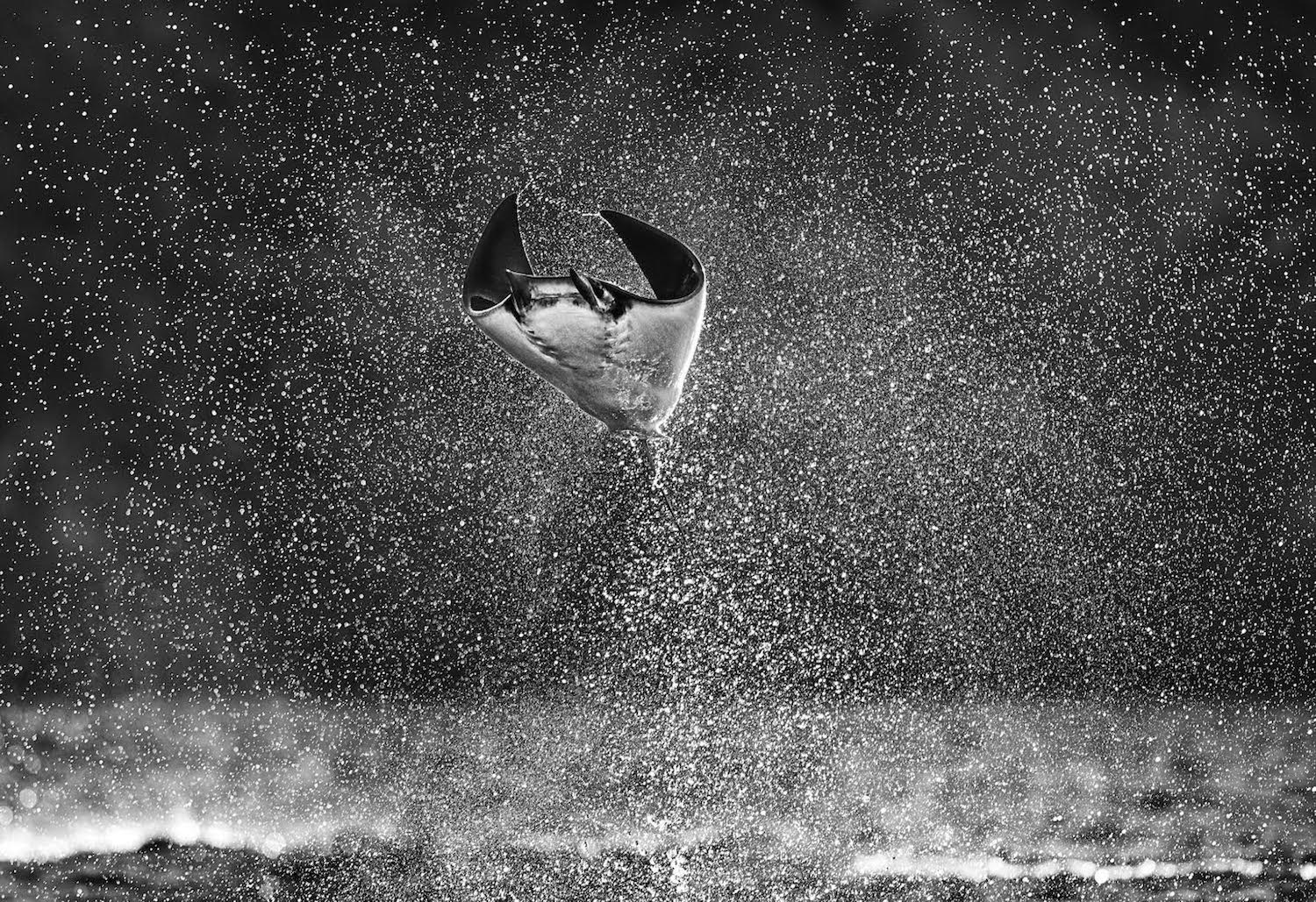 Mars Attacks! by David Yarrow, limited edition photography