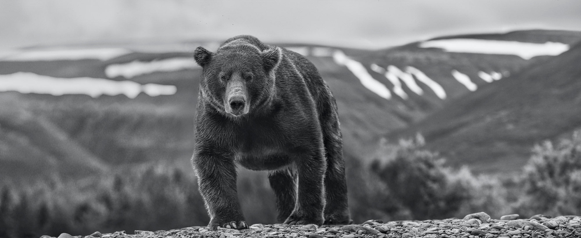 Pebble Beach by David Yarrow, limited edition photography
