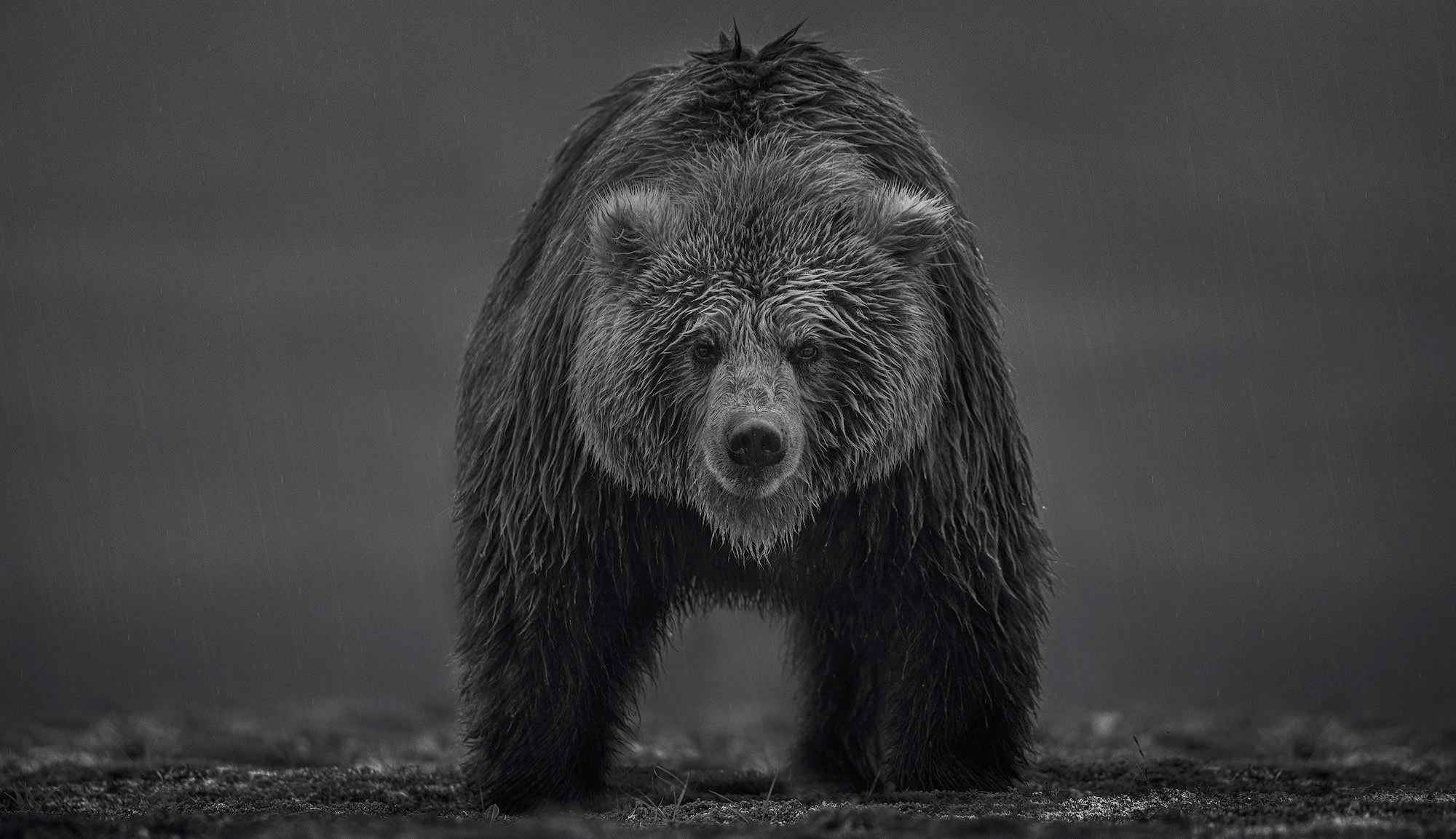 Bearish by David Yarrow, limited edition photography