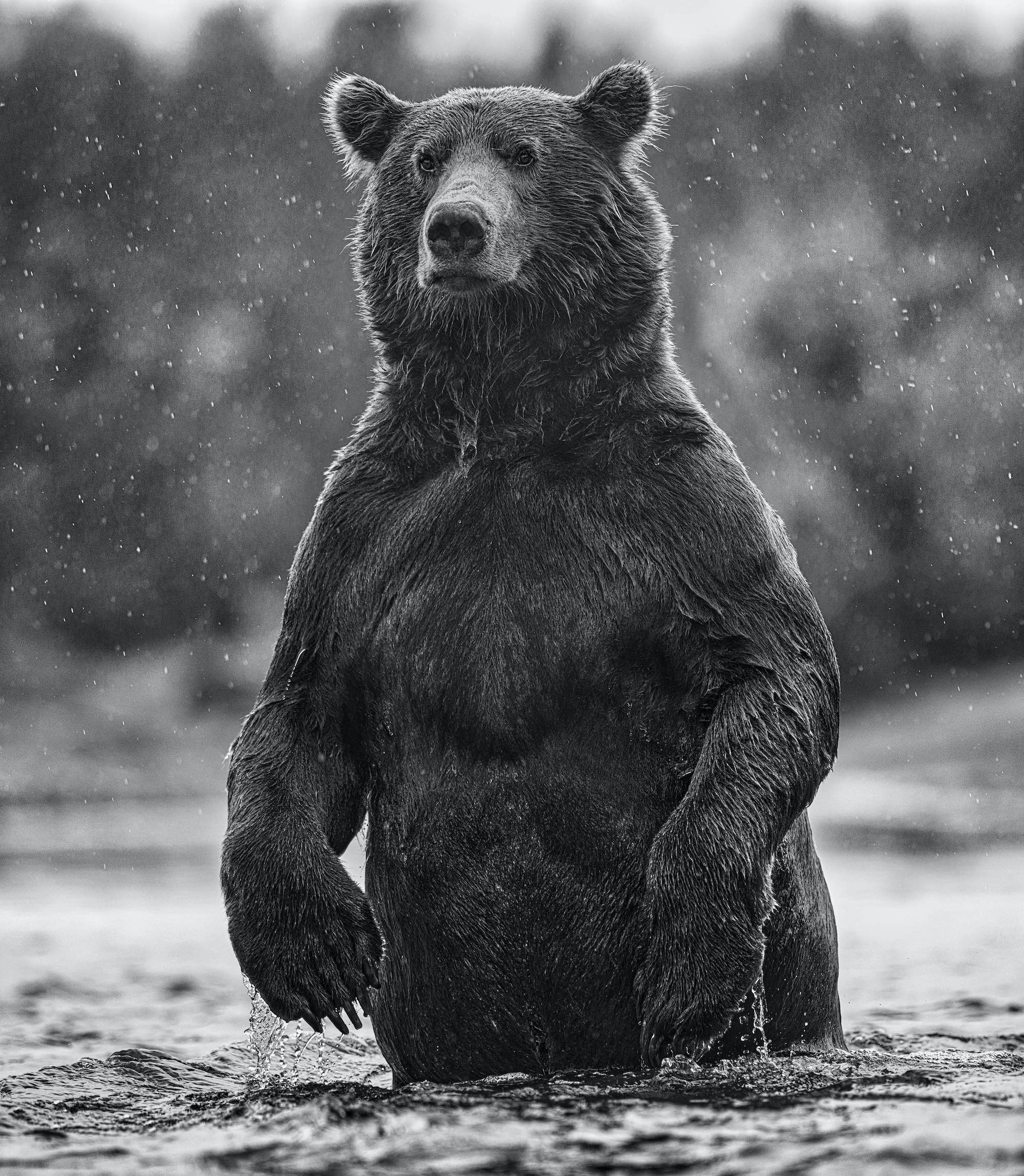 Brutus by David Yarrow, limited edition photography
