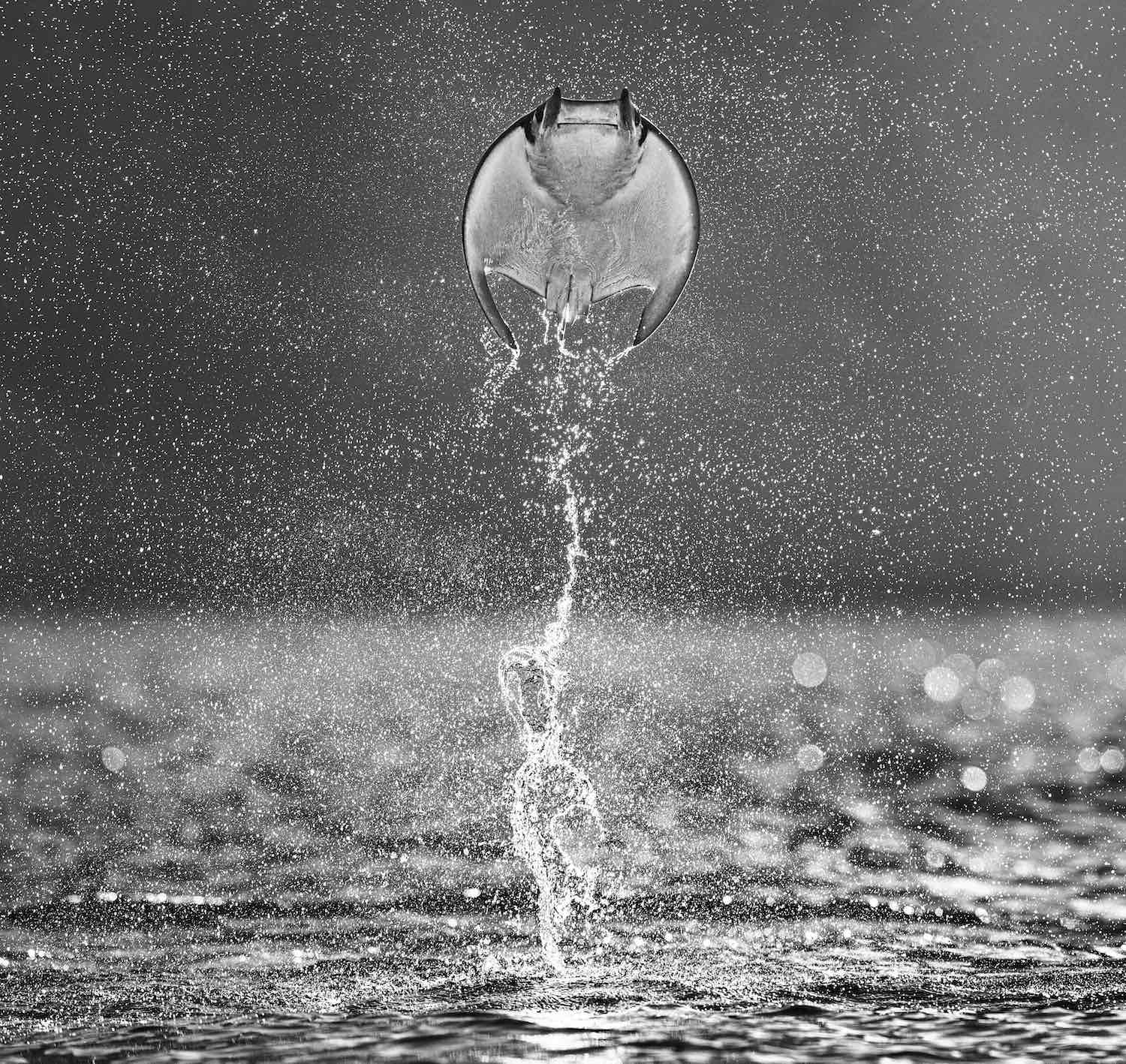 Rocket Man by David Yarrow, limited edition photography
