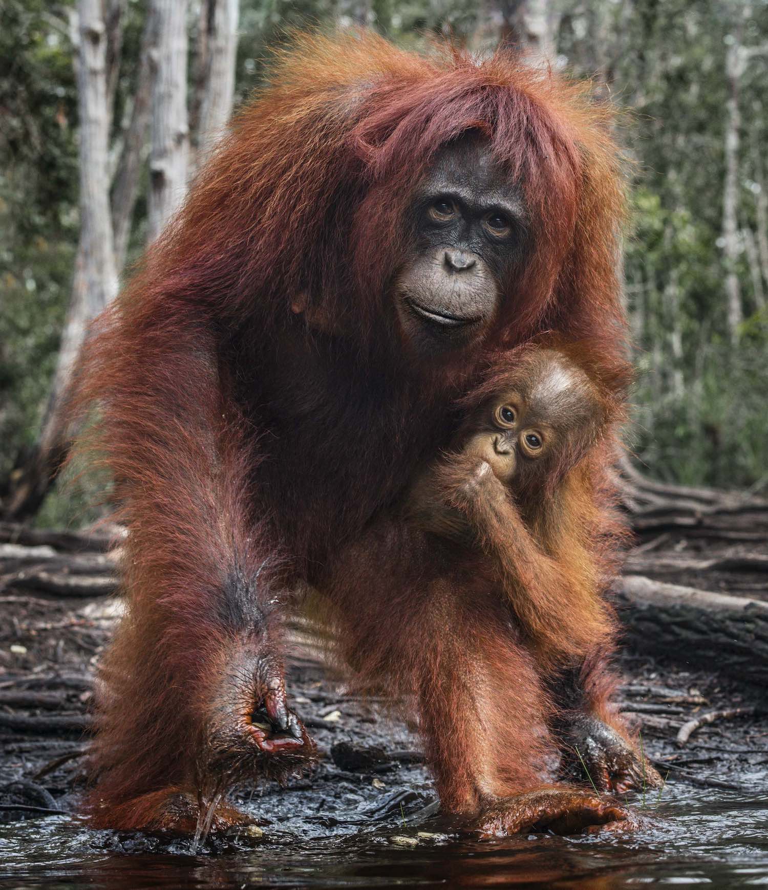The House of Orange (colour) by David Yarrow, limited edition photography